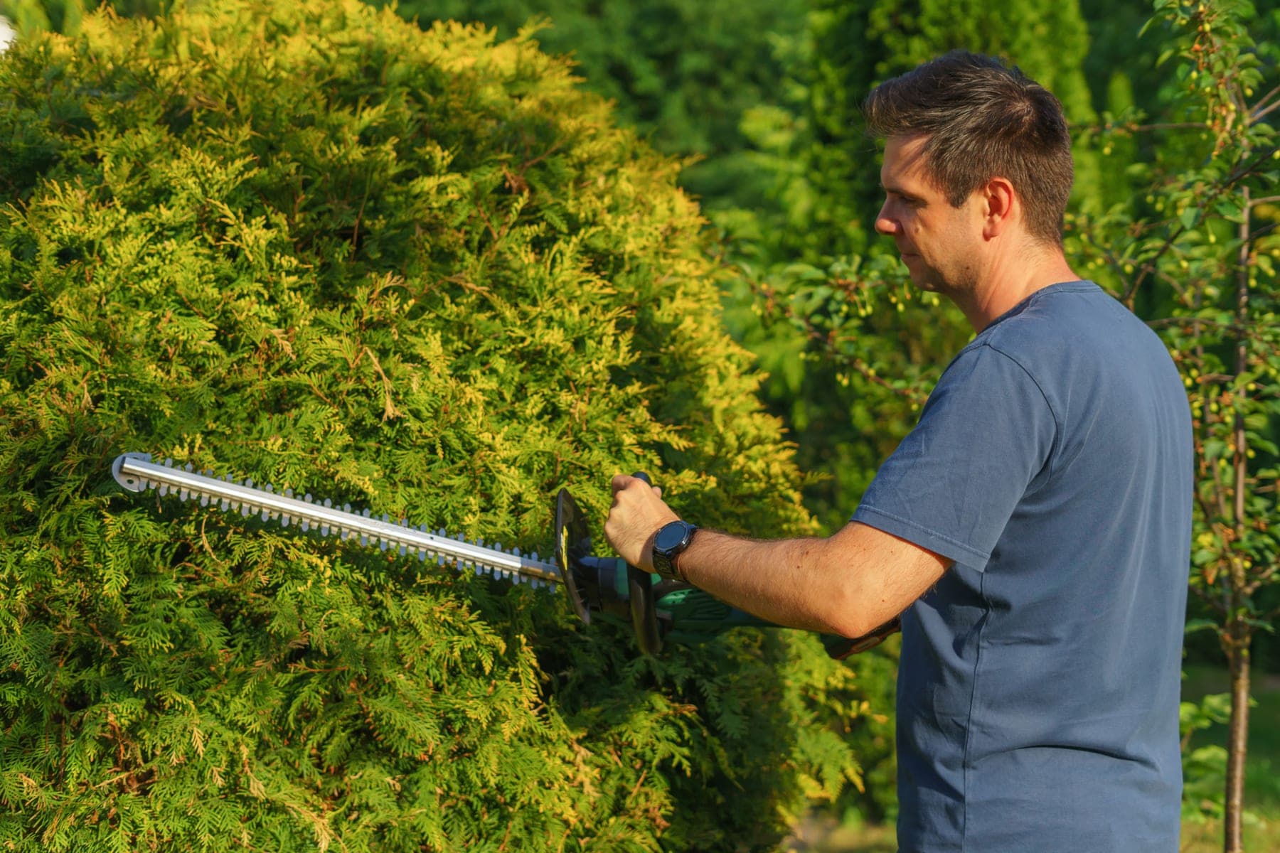 A gardener trimming a hedge in a Cambridge college garden
